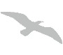 judy lawrence logo grey seagull flying on white background