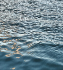 Tammy Dickinson – Psychotherapist working in Mt Eden, Auckland & online